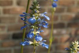 Salvia uliginosa bestellen